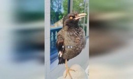 八哥新版本爆料视频,功能升级与亮点前瞻