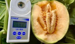 免费吃瓜全网合集,全网合集大揭秘