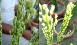 杂交水稻爆料视频播放,揭秘视频播放背后的科研奇迹