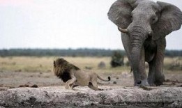 大象与我在线观看,一场跨越物种的深情邂逅