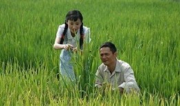 杂交水稻爆料视频播放,揭秘视频播放背后的科研奇迹