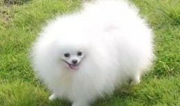 博美爆料新闻事件真相是什么,揭开真相背后的惊人内幕