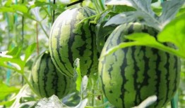 吃瓜博主网站免费吃瓜,吃瓜博主网站带你畅享瓜界狂欢