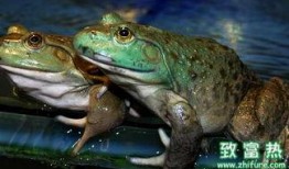 爆料牛蛙养殖技术视频,跟随视频学习高效养殖技术