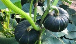 那些吃瓜网红叫什么名字,揭秘那些吃瓜网红的传奇故事