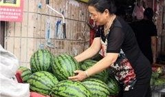 东北网红吃瓜群众