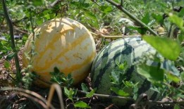 718sx吃瓜娱乐去哪里了,探寻消失的瓜圈传奇