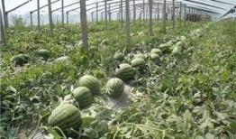 东北网红吃瓜群众