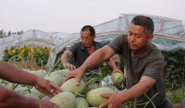 718sx吃瓜娱乐去哪里了,探寻消失的瓜圈传奇