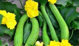 花开富贵吃瓜视频下载免费观看,免费下载观看吃瓜盛宴