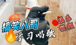 八哥新版本爆料视频,功能升级与亮点前瞻