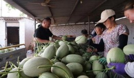 718sx吃瓜娱乐去哪里了,探寻消失的瓜圈传奇