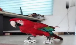 八哥新版本爆料视频,功能升级与亮点前瞻