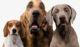 狗崽爆料明星黑料视频大全,揭秘娱乐圈明星黑料视频大揭秘