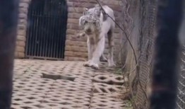 今日动物爆料最新消息新闻,最新奇特的动物新闻盘点