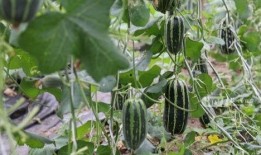 浙江杭州网红吃瓜,一瓜未落尽欢声