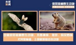 今日动物爆料最新消息新闻,最新奇特的动物新闻盘点