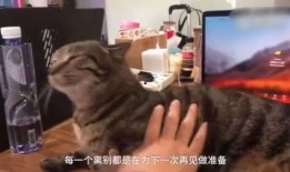 猫老板被爆料视频是真的吗,猫老板被爆料视频真实性揭秘