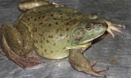 爆料牛蛙养殖技术视频,跟随视频学习高效养殖技术