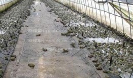 爆料牛蛙养殖技术视频,跟随视频学习高效养殖技术