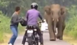 大象与我在线观看,一场跨越物种的深情邂逅