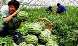 吃瓜系统短剧免费观看,免费畅享欢乐时光