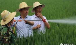 杂交水稻爆料视频播放,揭秘视频播放背后的科研奇迹