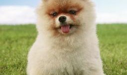 博美爆料新闻事件真相是什么,揭开真相背后的惊人内幕