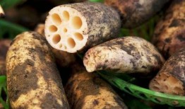 莲下吃瓜最新事件爆料